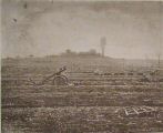 millet_300.jpg